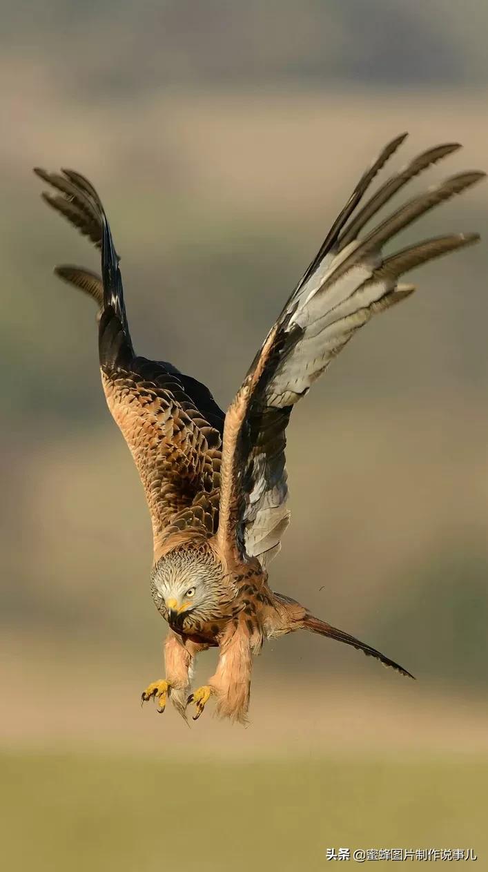 曼联大获全胜,雄鹰再次展翅高飞 曼联大获全胜,雄鹰再次展翅高飞